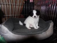 Papillon Puppies for sale in Colton, OR, USA. price: NA