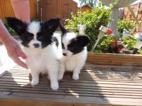 Papillon Puppies for sale in Los Angeles, CA, USA. price: NA
