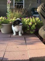 Papillon Puppies for sale in Canton, OH, USA. price: NA