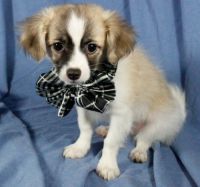 Papillon Puppies for sale in New York, NY, USA. price: NA