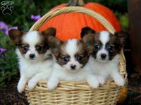 Papillon Puppies for sale in California St, San Francisco, CA, USA. price: NA