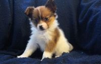 Papillon Puppies for sale in TX-121, Blue Ridge, TX 75424, USA. price: NA