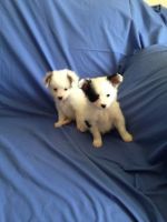 Papillon Puppies for sale in Seattle, WA, USA. price: NA