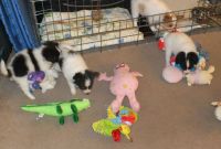 Papillon Puppies for sale in Marysville, WA, USA. price: NA