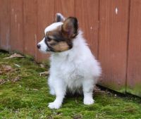 Papillon Puppies for sale in San Jose, CA 95113, USA. price: NA