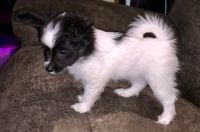 Papillon Puppies for sale in Pasadena, CA, USA. price: NA