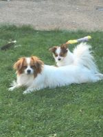 Papillon Puppies for sale in Columbus, GA, USA. price: NA