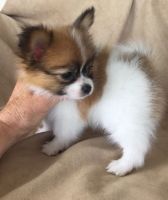 Papillon Puppies for sale in Louisville, KY, USA. price: NA