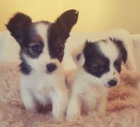 Papillon Puppies for sale in Houston, TX, USA. price: NA