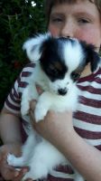 Papillon Puppies for sale in Charleston, SC, USA. price: NA