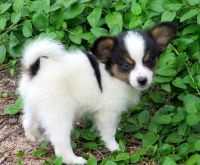 Papillon Puppies for sale in Philadelphia, PA, USA. price: NA