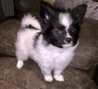 Papillon Puppies for sale in West Lafayette, IN, USA. price: NA
