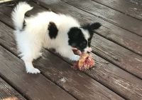 Papillon Puppies for sale in Junction City, KY, USA. price: NA