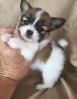 Papillon Puppies for sale in Bronx, NY, USA. price: NA