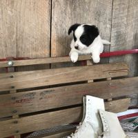 Papillon Puppies for sale in Canton, OH, USA. price: NA