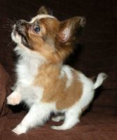 Papillon Puppies for sale in Glendale, AZ, USA. price: NA