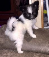 Papillon Puppies for sale in Philadelphia, PA 19116, USA. price: NA