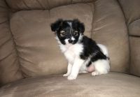 Papillon Puppies for sale in Russell Springs, KY 42642, USA. price: NA