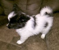 Papillon Puppies for sale in Longview, TX, USA. price: NA