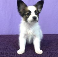 Papillon Puppies for sale in East Lansing, MI 48823, USA. price: NA