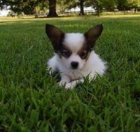 Papillon Puppies for sale in Cleveland, OH 44108, USA. price: NA