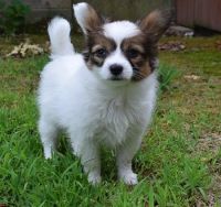 Papillon Puppies for sale in Peoria, IL 61612, USA. price: NA