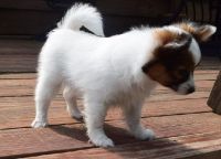 Papillon Puppies for sale in Anderson, IN 46014, USA. price: NA