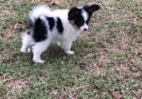 Papillon Puppies for sale in New Orleans, LA 70116, USA. price: NA