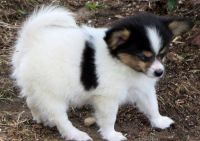 Papillon Puppies for sale in Frisco, TX, USA. price: NA