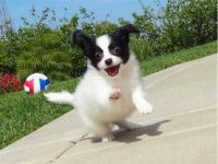 Papillon Puppies for sale in New York, NY, USA. price: NA