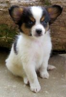 Papillon Puppies for sale in St Paul, MN, USA. price: NA