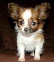 Papillon Puppies for sale in Manilla, IN 46150, USA. price: NA