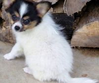 Papillon Puppies for sale in Columbia, SC, USA. price: NA
