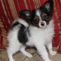 Papillon Puppies for sale in Ascutney St, Windsor, VT 05089, USA. price: NA