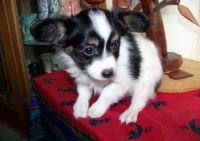 Papillon Puppies for sale in Sterling, VA, USA. price: NA