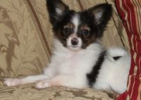 Papillon Puppies for sale in Cowley, WY, USA. price: NA