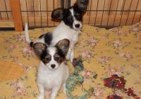 Papillon Puppies for sale in Alabaster, AL, USA. price: NA