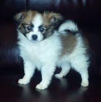 Papillon Puppies for sale in Boulder, CO, USA. price: NA