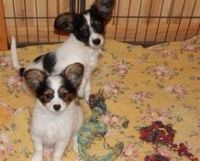 Papillon Puppies for sale in Minneapolis, MN, USA. price: NA