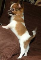 Papillon Puppies for sale in Sandusky, OH 44870, USA. price: NA