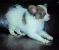 Papillon Puppies for sale in St. Louis, MO, USA. price: NA