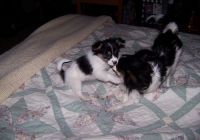 Papillon Puppies for sale in Cheyenne, WY, USA. price: NA