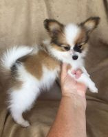 Papillon Puppies for sale in Tulsa, OK, USA. price: NA