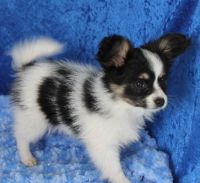 Papillon Puppies for sale in Jersey City, NJ, USA. price: NA