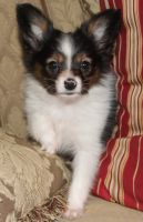 Papillon Puppies for sale in Norman, OK, USA. price: NA