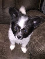 Papillon Puppies for sale in Tallahassee, FL, USA. price: NA