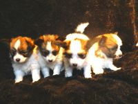 Papillon Puppies for sale in Fort Smith, AR, USA. price: NA