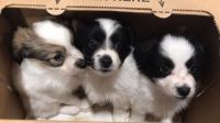 Papillon Puppies for sale in Florida City, FL, USA. price: NA
