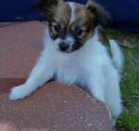 Papillon Puppies for sale in Columbus, OH 43215, USA. price: NA