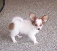 Papillon Puppies for sale in Chicago, IL 60638, USA. price: NA